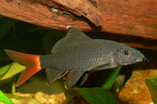 LABEO BICOLOR